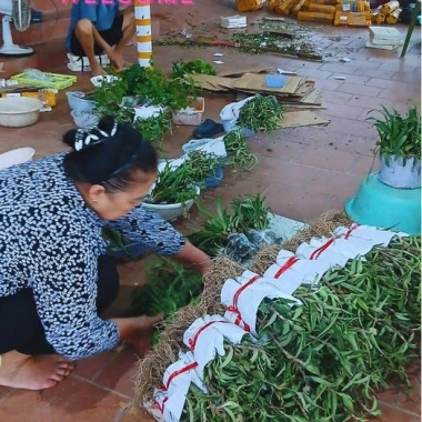 Cây Giống Cỏ Linh Chi Thần Dược Xanh 500g - 50k, Bảo Vệ Sức Khỏe Gia Đình