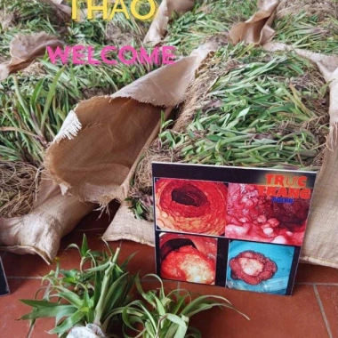 Cây Giống Cỏ Linh Chi Thần Dược Xanh 500g - 50k, Bảo Vệ Sức Khỏe Gia Đình