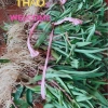 Cây Giống Cỏ Linh Chi Thần Dược Xanh 500g - 50k, Bảo Vệ Sức Khỏe Gia Đình 8