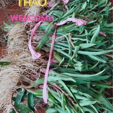 Cây Giống Cỏ Linh Chi Thần Dược Xanh 500g - 50k, Bảo Vệ Sức Khỏe Gia Đình
