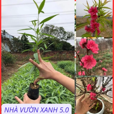 Cây Giống Đào Bích, Đào Phai Chuẩn Giống – Giá Gốc 42,350, Giảm 35,000 VND – Nhanh Tan
