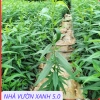 Cây Giống Đào Bích, Đào Phai Chuẩn Giống – Giá Gốc 42,350, Giảm 35,000 VND – Nhanh Tan 2