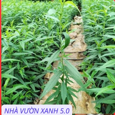 Cây Giống Đào Bích, Đào Phai Chuẩn Giống – Giá Gốc 42,350, Giảm 35,000 VND – Nhanh Tan