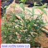 Cây Giống Đào Bích, Đào Phai Chuẩn Giống – Giá Gốc 42,350, Giảm 35,000 VND – Nhanh Tan 3