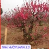 Cây Giống Đào Bích, Đào Phai Chuẩn Giống – Giá Gốc 42,350, Giảm 35,000 VND – Nhanh Tan 4