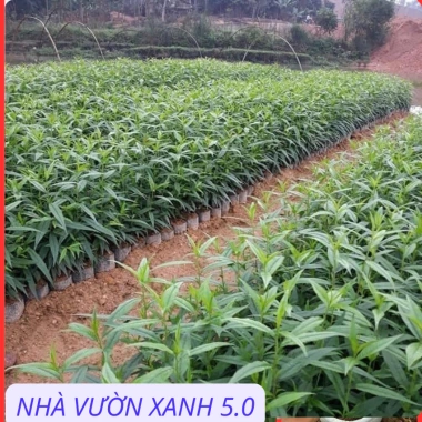 Cây Giống Đào Bích, Đào Phai Chuẩn Giống – Giá Gốc 42,350, Giảm 35,000 VND – Nhanh Tan