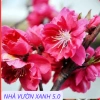 Cây Giống Đào Bích, Đào Phai Chuẩn Giống – Giá Gốc 42,350, Giảm 35,000 VND – Nhanh Tan 6