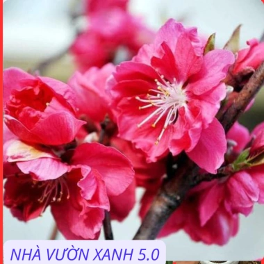 Cây Giống Đào Bích, Đào Phai Chuẩn Giống – Giá Gốc 42,350, Giảm 35,000 VND – Nhanh Tan