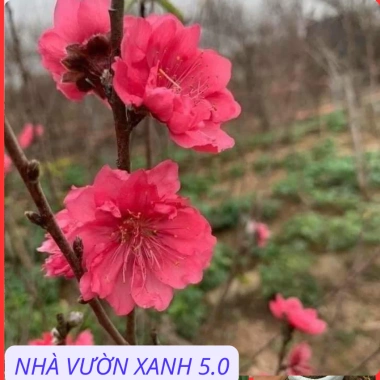 Cây Giống Đào Bích, Đào Phai Chuẩn Giống – Giá Gốc 42,350, Giảm 35,000 VND – Nhanh Tan