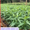 Cây Giống Đào Bích, Đào Phai Chuẩn Giống – Giá Gốc 42,350, Giảm 35,000 VND – Nhanh Tan 8