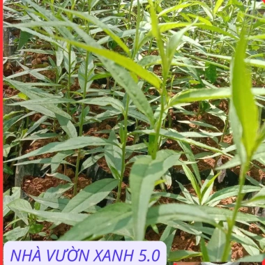 Cây Giống Đào Bích, Đào Phai Chuẩn Giống – Giá Gốc 42,350, Giảm 35,000 VND – Nhanh Tan 9 Cây Giống Đào Bích, Đào Phai Chuẩn Giống – Giá Gốc 42,350, Giảm 35,000 VND – Nhanh Tan 9