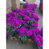 Cây giống hoa giấy tím chuông Mỹ y hình - Giá 35.000, giảm mạnh, chất lượng cao