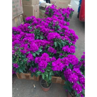 Cây giống hoa giấy tím chuông Mỹ y hình - Giá 35.000, giảm mạnh, chất lượng cao