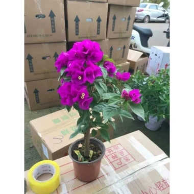 Cây giống hoa giấy tím chuông Mỹ y hình - Giá 35.000, giảm mạnh, chất lượng cao 3