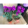Cây giống hoa giấy tím chuông Mỹ y hình - Giá 35.000, giảm mạnh, chất lượng cao 4