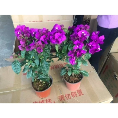 Cây giống hoa giấy tím chuông Mỹ y hình - Giá 35.000, giảm mạnh, chất lượng cao 4
