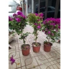 Cây giống hoa giấy tím chuông Mỹ y hình - Giá 35.000, giảm mạnh, chất lượng cao 5