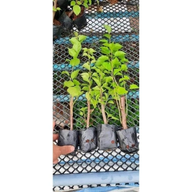 Cây giống hoa giấy tím chuông Mỹ y hình - Giá 35.000, giảm mạnh, chất lượng cao 7