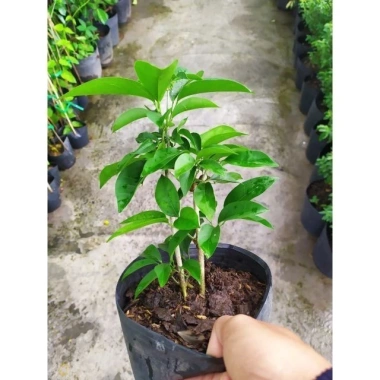 Cây Giống Hoa Lan Tỏi Tím Dây Leo - Trang Trí Sân Vườn, Xua Đuổi Côn Trùng, Độc Đáo, Bảo Vệ Cây Cảnh, Giá Chỉ 25.000 VND (Giảm từ 30.500 VND) Cây Giống Hoa Lan Tỏi Tím Dây Leo - Trang Trí Sân Vườn, Xua Đuổi Côn Trùng, Độc Đáo, Bảo Vệ Cây Cảnh, Giá Chỉ 25.000 VND (Giảm từ 30.500 VND)