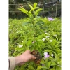 Cây giống hoa Nải Nhật cao 35-40cm - Giá ưu đãi 15.000đ (giá gốc 18.000đ), giống gửi như hình cuối