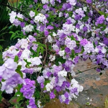 Cây giống hoa Nải Nhật cao 35-40cm - Giá ưu đãi 15.000đ (giá gốc 18.000đ), giống gửi như hình cuối 2