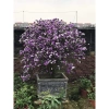 Cây giống hoa Nải Nhật cao 35-40cm - Giá ưu đãi 15.000đ (giá gốc 18.000đ), giống gửi như hình cuối 3