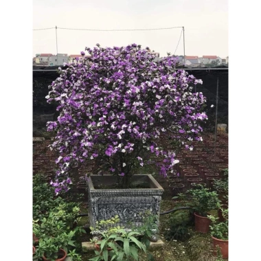 Cây giống hoa Nải Nhật cao 35-40cm - Giá ưu đãi 15.000đ (giá gốc 18.000đ), giống gửi như hình cuối 3