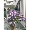 Cây giống hoa Nải Nhật cao 35-40cm - Giá ưu đãi 15.000đ (giá gốc 18.000đ), giống gửi như hình cuối 4