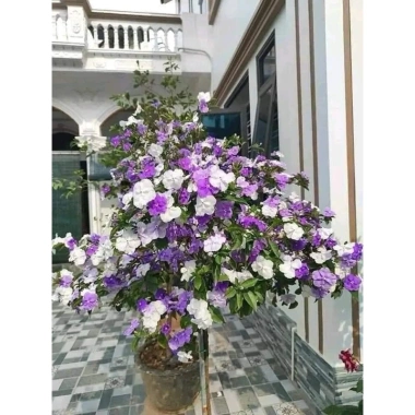 Cây giống hoa Nải Nhật cao 35-40cm - Giá ưu đãi 15.000đ (giá gốc 18.000đ), giống gửi như hình cuối 4
