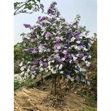 Cây giống hoa Nải Nhật cao 35-40cm - Giá ưu đãi 15.000đ (giá gốc 18.000đ), giống gửi như hình cuối 5