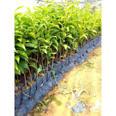 Cây giống hoa Nải Nhật cao 35-40cm - Giá ưu đãi 15.000đ (giá gốc 18.000đ), giống gửi như hình cuối 6