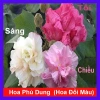 Cây giống hoa phù dung - cây cảnh trong nhà, giá chỉ 55.000₫, xanh tươi, dễ trồng