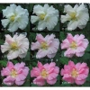 Cây giống hoa phù dung - cây cảnh trong nhà, giá chỉ 55.000₫, xanh tươi, dễ trồng 5