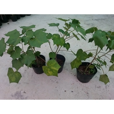 Cây giống hoa phù dung - cây cảnh trong nhà, giá chỉ 55.000₫, xanh tươi, dễ trồng 8