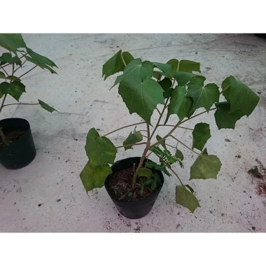 Cây giống hoa phù dung - cây cảnh trong nhà, giá chỉ 55.000₫, xanh tươi, dễ trồng 9