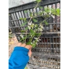 Cây giống linh sam hoa trắng thân nhỏ, cao, giá ưu đãi 48.000đ - mua ngay