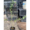Cây giống linh sam hoa trắng thân nhỏ, cao, giá ưu đãi 48.000đ - mua ngay 2
