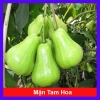 Cây Giống Mận Xanh Đường (Mận Tam Hoa) - Cây Roi Xanh trái to, năng suất cao, giá ưu đãi 48.000đ