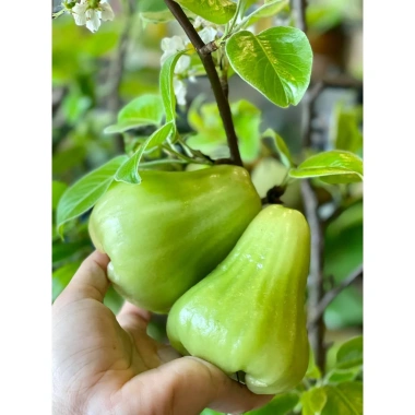 Cây Giống Mận Xanh Đường (Mận Tam Hoa) - Cây Roi Xanh trái to, năng suất cao, giá ưu đãi 48.000đ 2