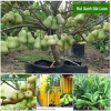 Cây Giống Mận Xanh Đường (Mận Tam Hoa) - Cây Roi Xanh trái to, năng suất cao, giá ưu đãi 48.000đ 4