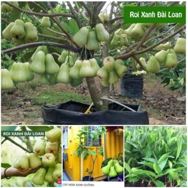 Cây Giống Mận Xanh Đường (Mận Tam Hoa) - Cây Roi Xanh trái to, năng suất cao, giá ưu đãi 48.000đ 4