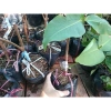 Cây Giống Mận Xanh Đường (Mận Tam Hoa) - Cây Roi Xanh trái to, năng suất cao, giá ưu đãi 48.000đ 5