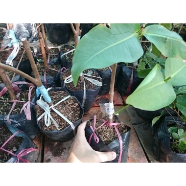 Cây Giống Mận Xanh Đường (Mận Tam Hoa) - Cây Roi Xanh trái to, năng suất cao, giá ưu đãi 48.000đ 5