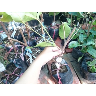 Cây Giống Mận Xanh Đường (Mận Tam Hoa) - Cây Roi Xanh trái to, năng suất cao, giá ưu đãi 48.000đ 6