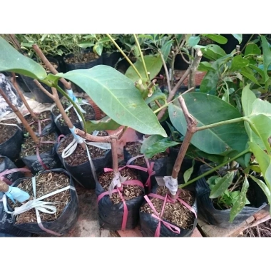 Cây Giống Mận Xanh Đường (Mận Tam Hoa) - Cây Roi Xanh trái to, năng suất cao, giá ưu đãi 48.000đ 7