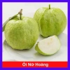 Cây Giống Ổi Nữ Hoàng - Cây ăn quả chất lượng, giá chỉ 38.000đ, giảm từ 47.120đ