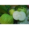 Cây Giống Ổi Nữ Hoàng - Cây ăn quả chất lượng, giá chỉ 38.000đ, giảm từ 47.120đ 2