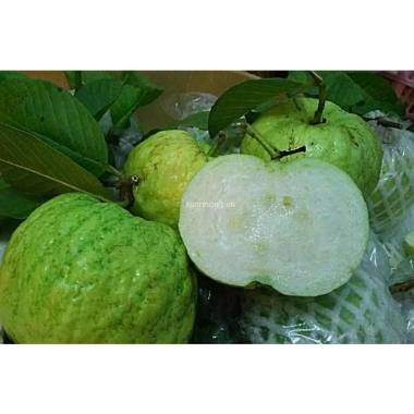 Cây Giống Ổi Nữ Hoàng - Cây ăn quả chất lượng, giá chỉ 38.000đ, giảm từ 47.120đ 2