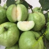 Cây Giống Ổi Nữ Hoàng - Cây ăn quả chất lượng, giá chỉ 38.000đ, giảm từ 47.120đ 3