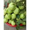 Cây Giống Ổi Nữ Hoàng - Cây ăn quả chất lượng, giá chỉ 38.000đ, giảm từ 47.120đ 4
